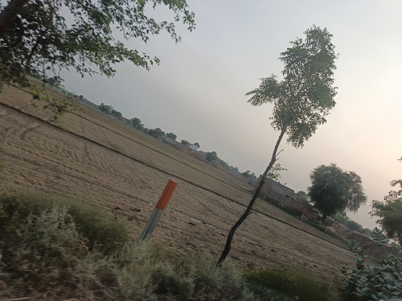 10 Acre Agricultural/Farm Land for Sale in Mirpur, Sirsa