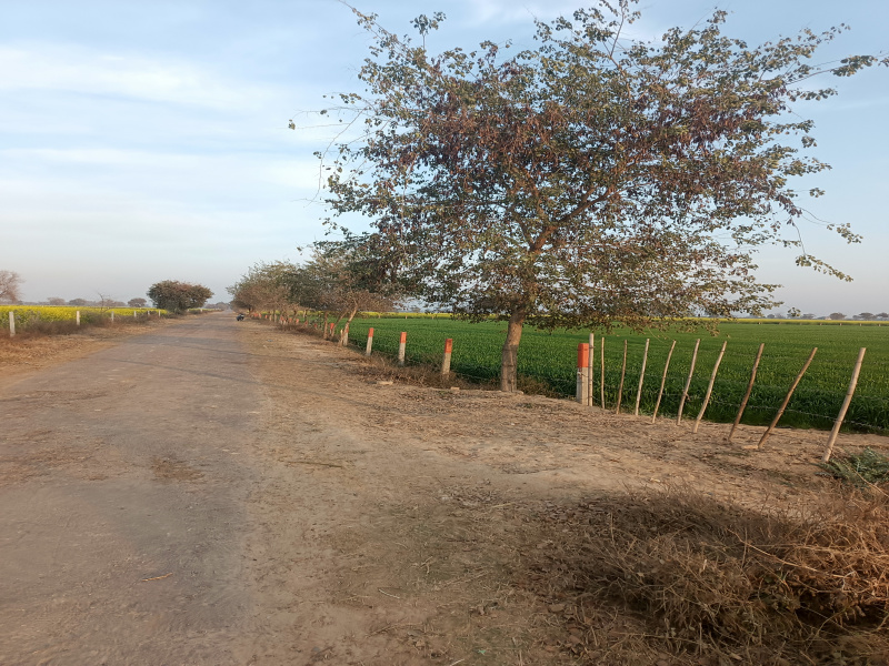  10 Ares Agricultural/Farm Land for Sale in Mirpur, Sirsa