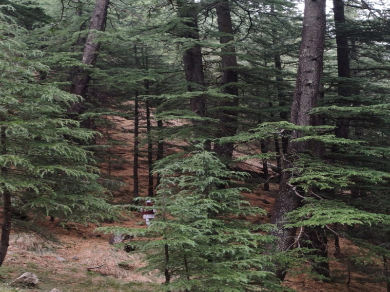 19 Biswa Commercial Land for Sale in Narkand, Shimla