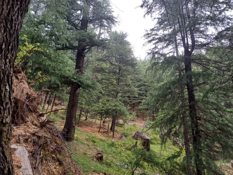19 Biswa Commercial Land for Sale in Narkand, Shimla