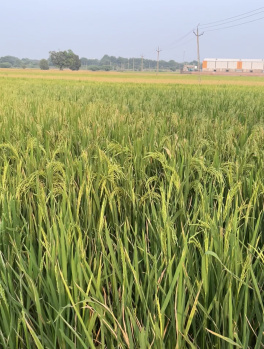 Agricultural Land for Sale in Daskroi, Ahmedabad