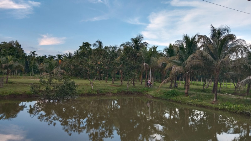 12 Acre Residential Plot for Sale in Mekliganj, Cooch Behar