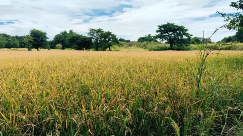  3 Acre Agricultural/Farm Land for Sale in Indapur, Raigad