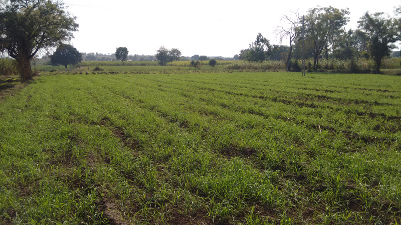  3 Acre Agricultural/Farm Land for Sale in Indapur, Raigad