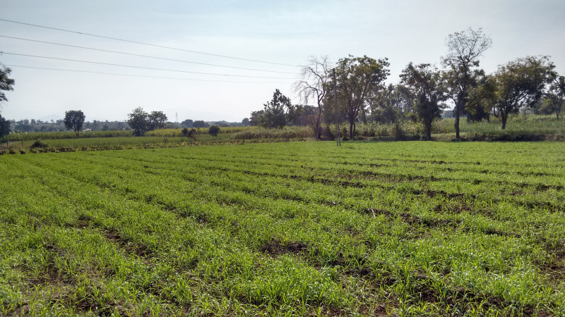  3 Acre Agricultural/Farm Land for Sale in Indapur, Raigad