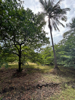 Agricultural Land for Sale in Dahanu, Palghar