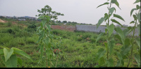  Residential Plot for Sale in Daruthenga, Bhubaneswar
