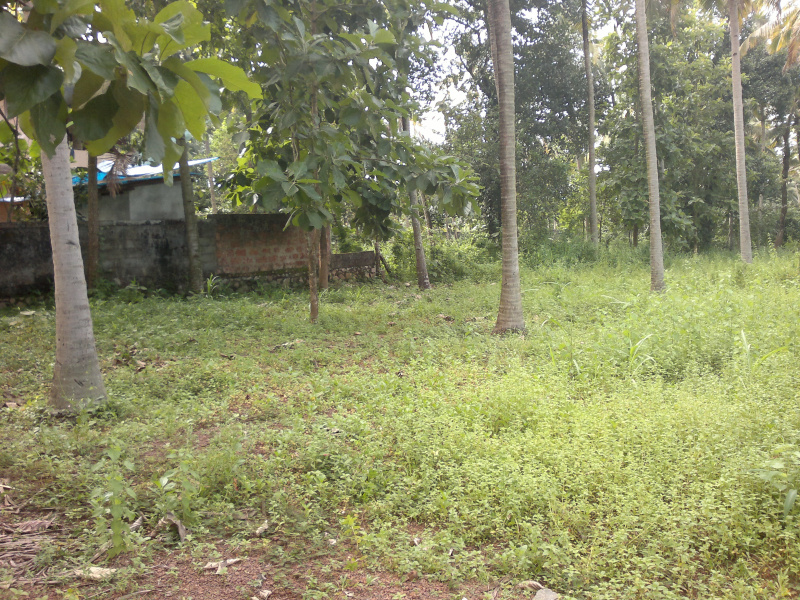  15 Cent Residential Plot for Sale in Kottiyam, Kollam