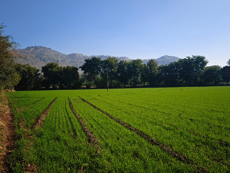  7160 Sq.ft. Agricultural/Farm Land for Sale in Mhow, Indore
