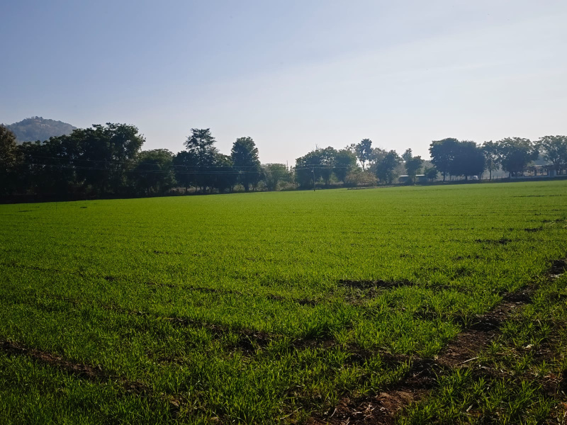  7160 Sq.ft. Agricultural/Farm Land for Sale in Mhow, Indore