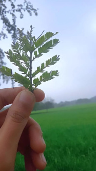  Agricultural Land for Sale in Sagar Cantt.