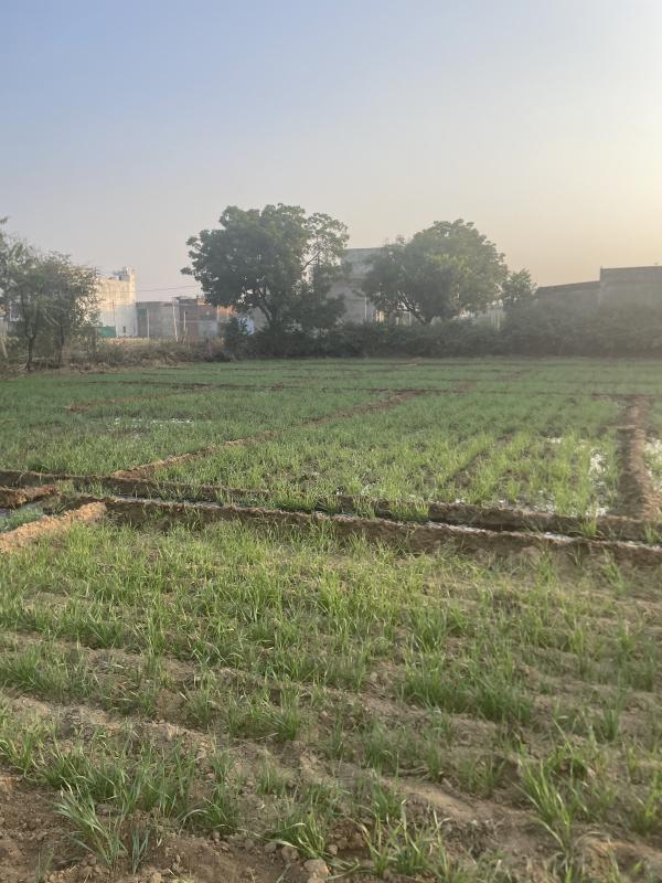  8 Bigha Agricultural/Farm Land for Rent in Bambala, Jaipur
