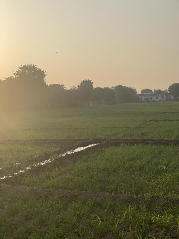  8 Bigha Agricultural/Farm Land for Rent in Bambala, Jaipur