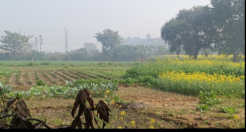  300 Sq. Yards Residential Plot for Sale in Jaitpur Village, Greater Noida