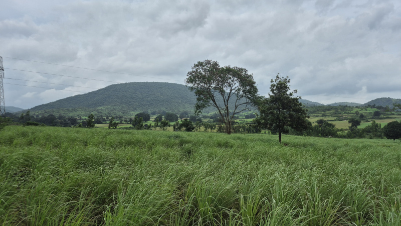  17 Acre Agricultural/Farm Land for Sale in Pujariput, Koraput