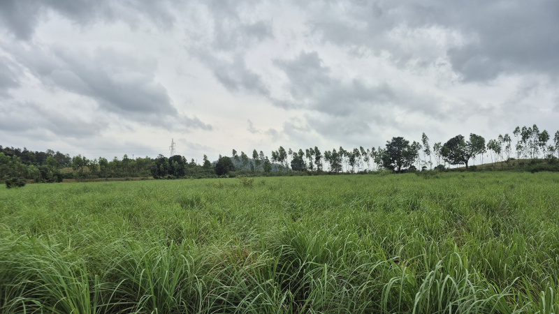  17 Acre Agricultural/Farm Land for Sale in Pujariput, Koraput