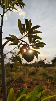  Agricultural Land for Sale in Jakkur, Bangalore