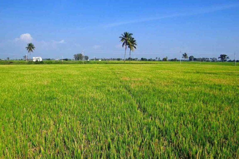  3 Acre Agricultural/Farm Land for Sale in Palakurthi, Jangaon