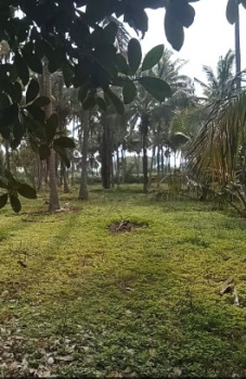 Agricultural Land for Sale in Pollachi, Coimbatore