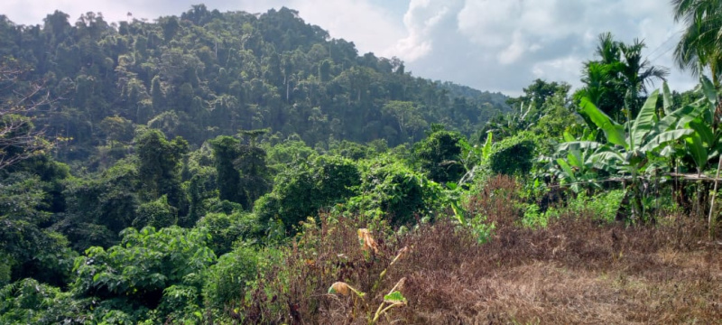  2 Acre Residential Plot for Sale in Diglipur, Andaman