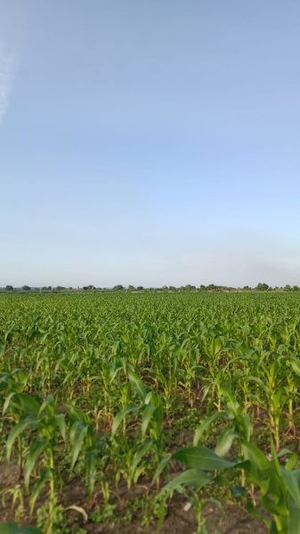  16 Acre Residential Plot for Sale in Alampur, Gadwal