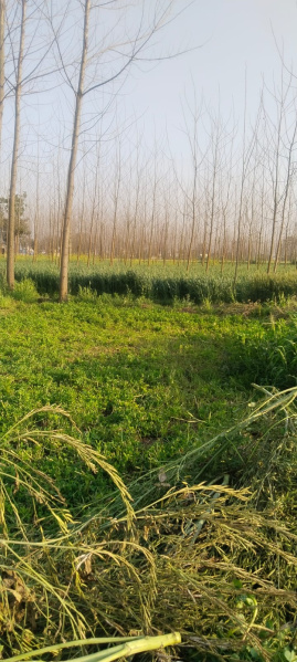  5 Acre Agricultural/Farm Land for Sale in Jagadhri, Yamunanagar