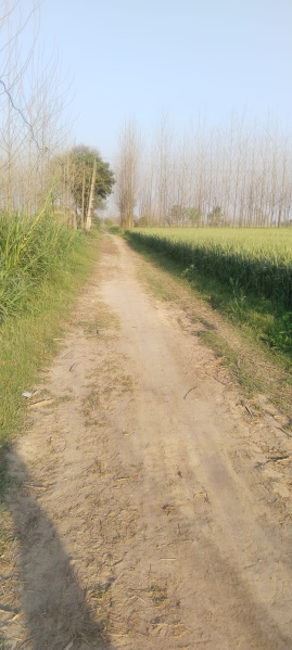  5 Acre Agricultural/Farm Land for Sale in Jagadhri, Yamunanagar