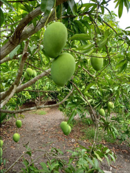 Agricultural Land for Sale in Maduranthakam, Chengalpattu