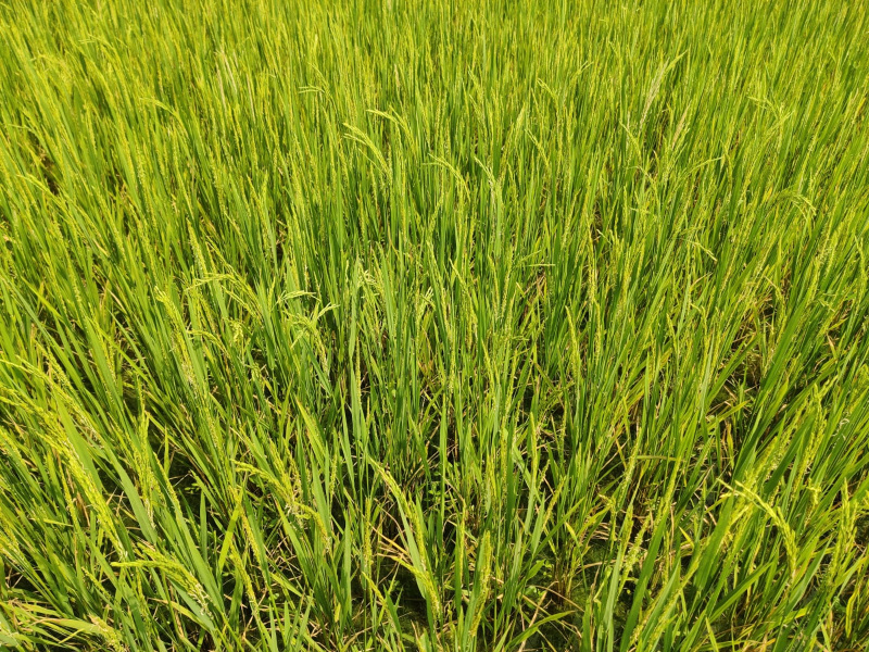  4 Acre Agricultural/Farm Land for Sale in Thanthoni, Karur