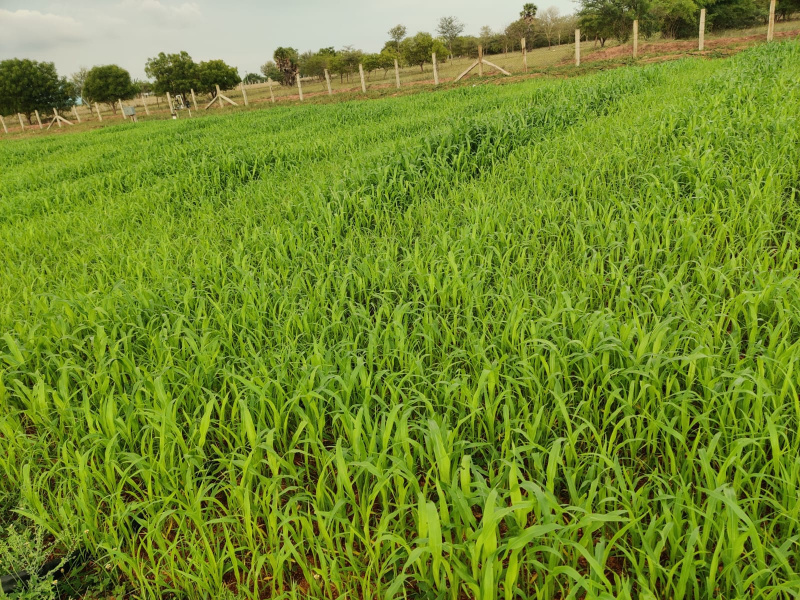  4 Acre Agricultural/Farm Land for Sale in Thanthoni, Karur