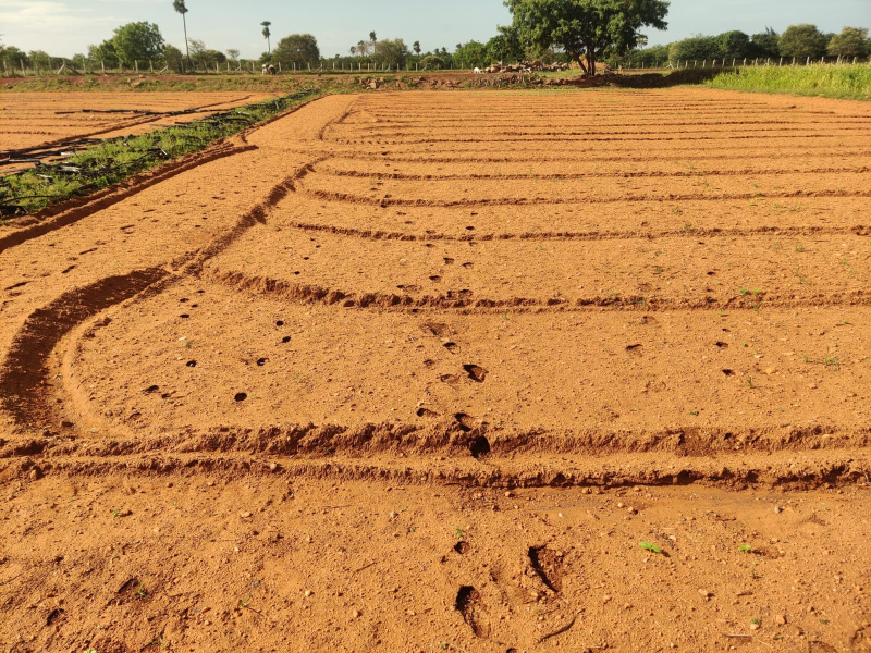  4 Acre Agricultural/Farm Land for Sale in Thanthoni, Karur