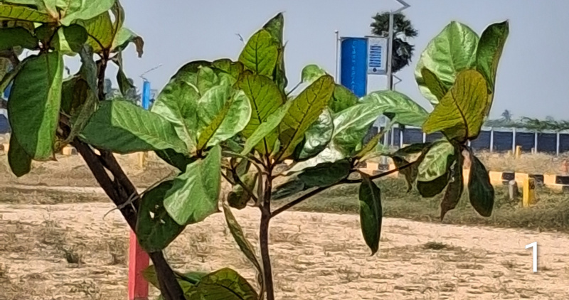  10 Acre Residential Plot for Sale in Thirupuvanam Sivaganga
