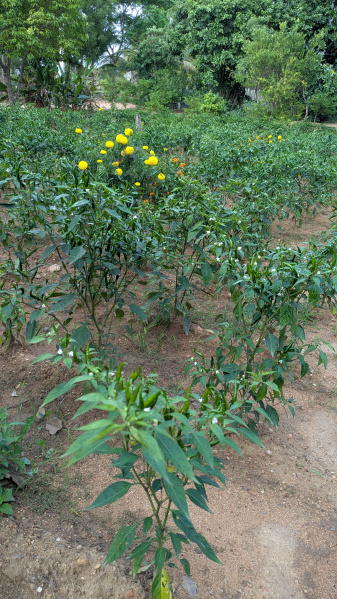  6 Acre Agricultural/Farm Land for Rent in Gorantla, Anantapur