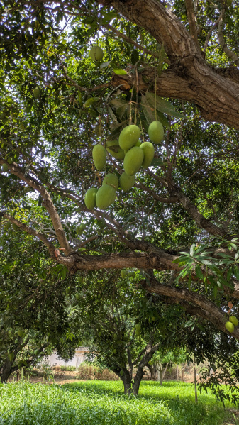  6 Acre Agricultural/Farm Land for Rent in Gorantla, Anantapur