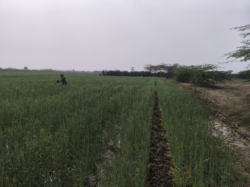 7 Bigha Agricultural/Farm Land for Sale in Limbdi, Surendranagar