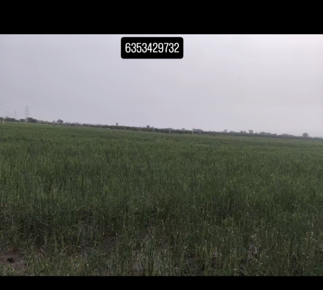  7 Bigha Agricultural/Farm Land for Sale in Limbdi, Surendranagar