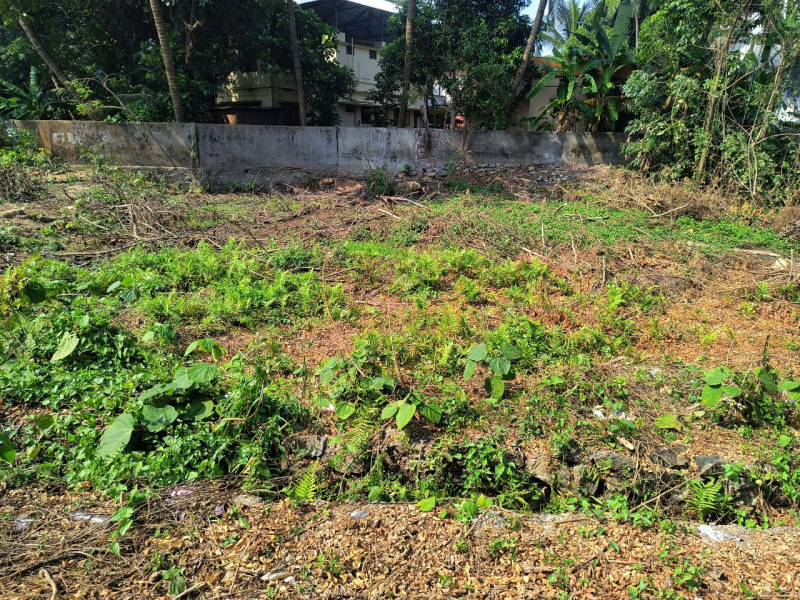  10 Cent Residential Plot for Sale in Olavakkode, Palakkad