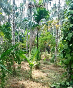 3 BHK Farm House for Sale in Mannarkkad, Palakkad