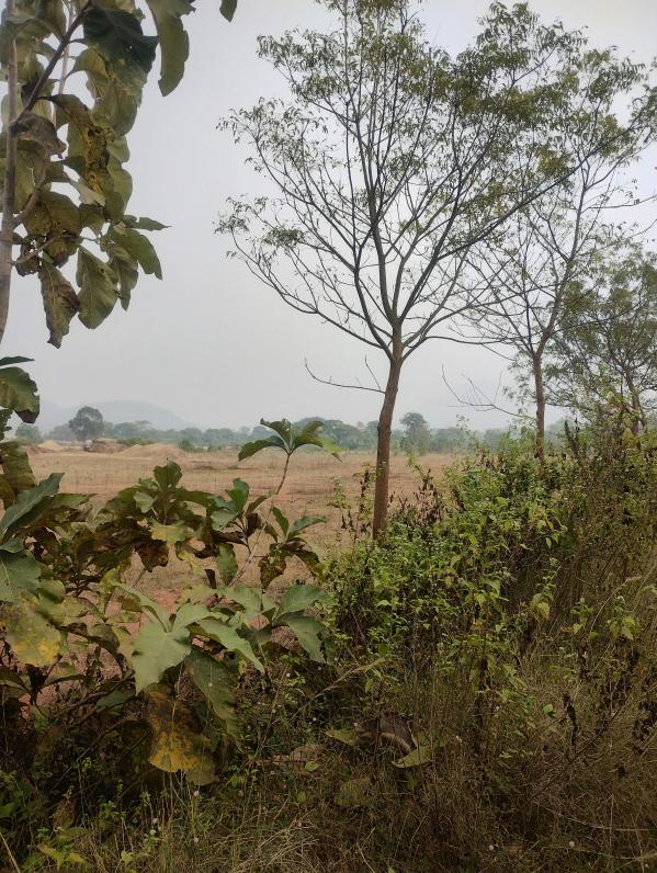  20 Acre Residential Plot for Sale in Gania, Nayagarh