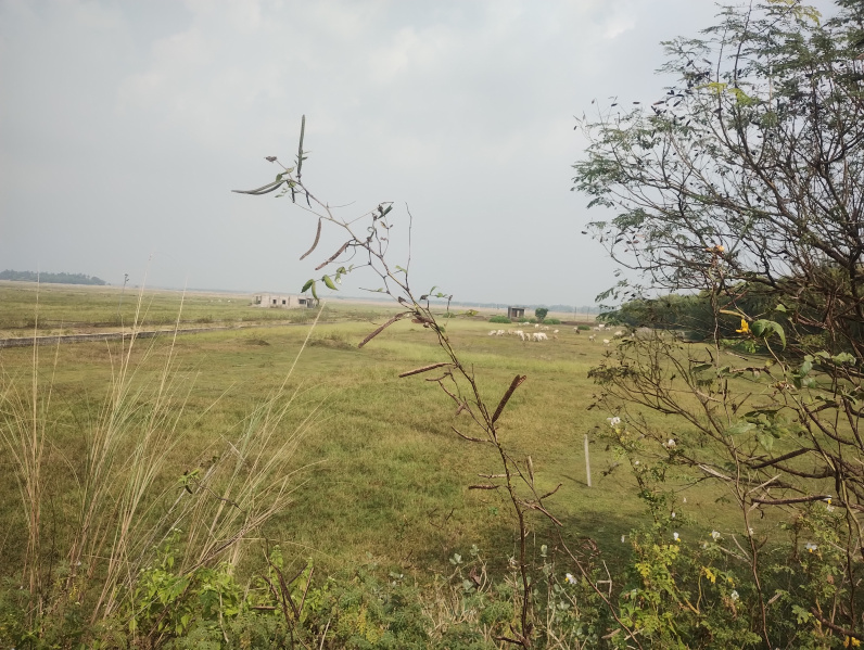  20 Acre Residential Plot for Sale in Gania, Nayagarh