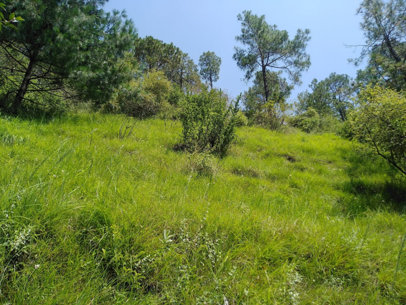  1 Bigha Residential Plot for Sale in Bharari, Shimla