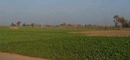  Agricultural Land for Sale in Garha, Jalandhar