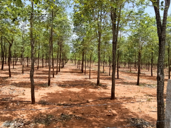  Agricultural Land for Sale in Dubagunata, Nellore