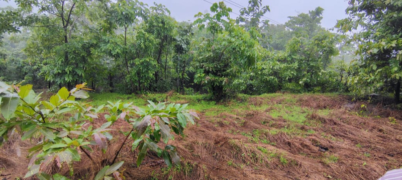  3 Acre Agricultural/Farm Land for Sale in Mangaon, Raigad