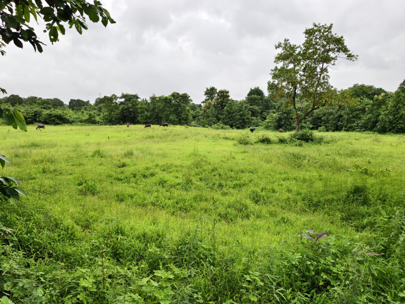  69 Sq.ft. Agricultural/Farm Land for Sale in Mangaon, Raigad
