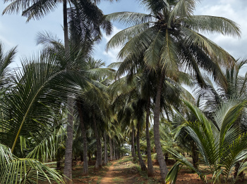  Agricultural Land for Sale in Karamadai, Coimbatore