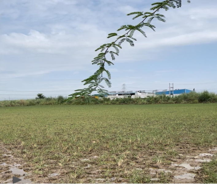  1 Acre Agricultural/Farm Land for Rent in Dhankot, Gurgaon