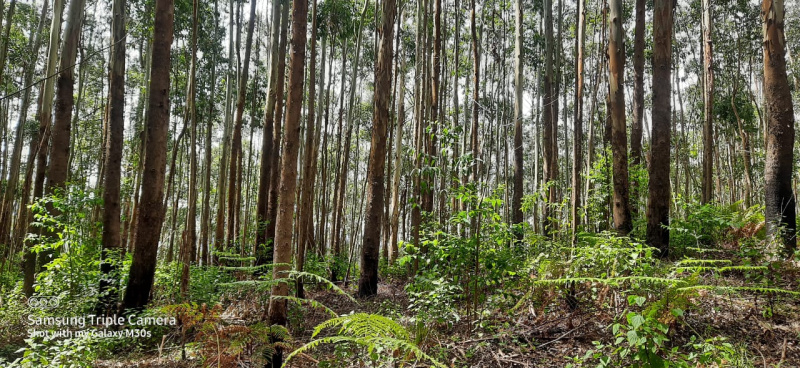  100 Acre Agricultural/Farm Land for Sale in Munnar, Idukki