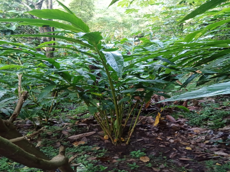  4 Ares Agricultural/Farm Land for Sale in Chithirapuram, Idukki