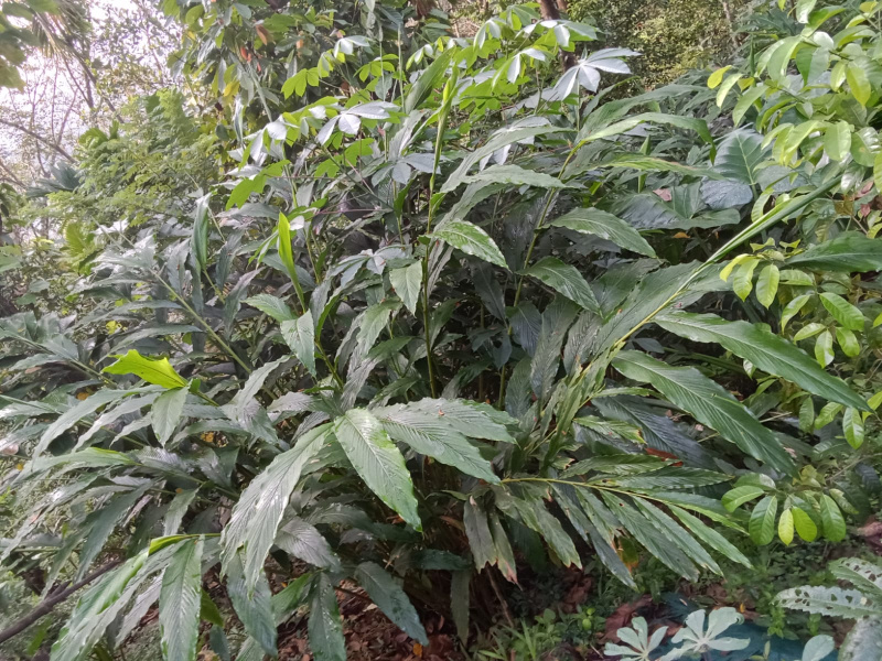  4 Ares Agricultural/Farm Land for Sale in Chithirapuram, Idukki